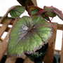 Greenhouse_early_2008_+_baby_007