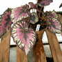 Greenhouse_early_2008_+_baby_009
