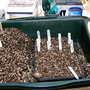 Planting Tubers