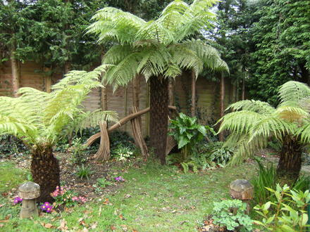 Tree ferns x3 