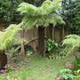 Tree ferns x3 