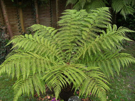 march_017.jpg (Dicksonia antarctica (Soft tree fern))