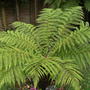 Dicksonia antarctica (Soft tree fern)
