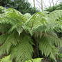 Large Tree Fern (Dicksonia antarctica (Soft tree fern))
