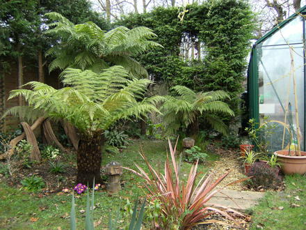 Tree ferns (Dicksonia antarctica (Soft tree fern))