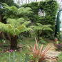 Dicksonia antarctica (Soft tree fern)