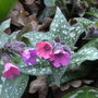 Pulmmonaria
