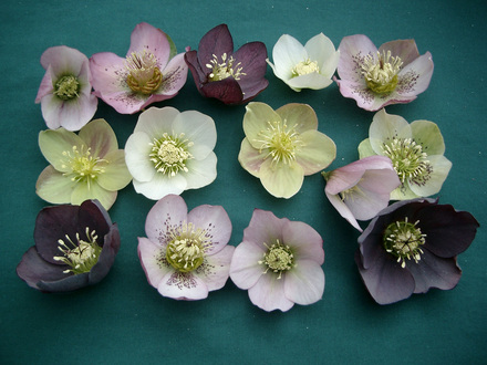 hellebores in my garden in islington  (Helleborus orientalis)