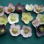 Helleborus orientalis