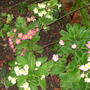 Primroses