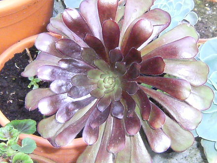 aeonium zwartkop (aeonium zwartkop)