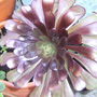 aeonium zwartkop