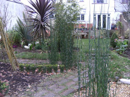 Equisetum