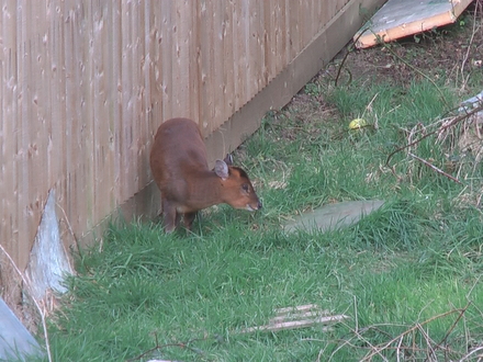 Muntjac visitor in Shenstone back garden 03.08