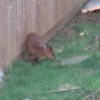 Muntjac_in_shenstone_back_garden_03