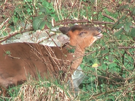 Muntjac visitor enjoys home grown brambles, Shenstone back garden 03.08