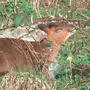 Muntjac2