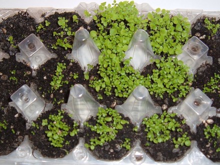 Lobelia , String of Pearls 