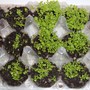 9th_march_trailing_lobelia