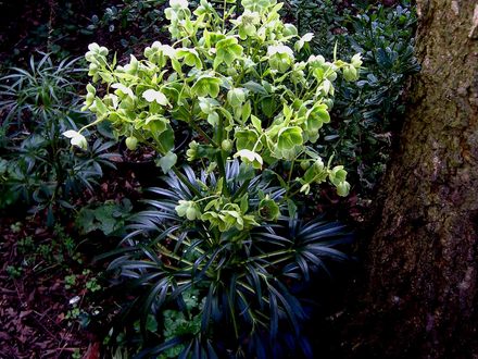 Not Canabis after all then - thank goodness! (Helleborus dumetorum)