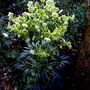 Not Canabis after all then - thank goodness! (Helleborus dumetorum)