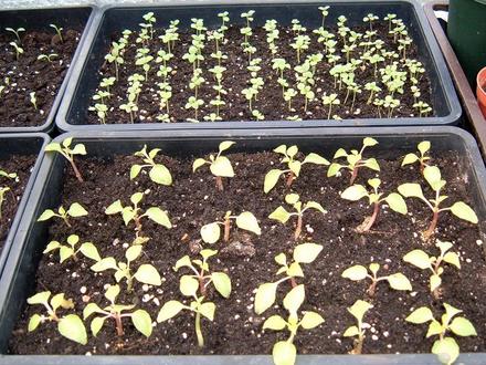 Antirrhinum and Bizzie Lizzie 