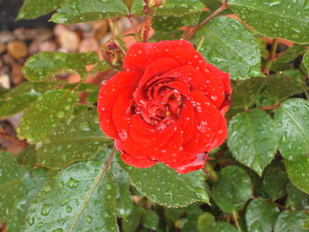 Rose In Rain