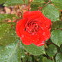 Rose_rain