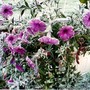 Petunias after Frost
