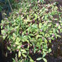 Daphne_odora__aureomarginata_