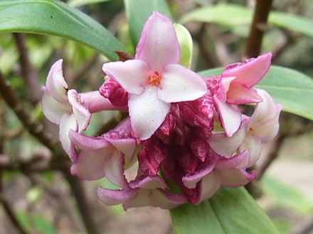 Daphne odora 'Aureomarginata' - close-up of flowers (Daphne odora 'Aureomarginata')