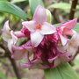 Daphne_odora__aureomarginata__-_close-up