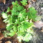 Hacquetia_epipactis