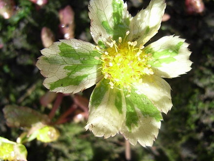 Hacquetia_epipactis__Thor_Svantesson_.jpg