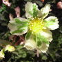 Hacquetia_epipactis__thor_svantesson_