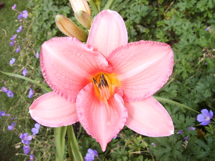 Hemorocallis 'Elaine Strutt' (Hemerocallis 'Elaine Strutt')