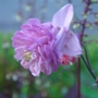 Pink Aquilegia (Aquilegia vulgaris)