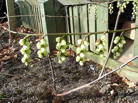 Stachyurus 'Magpie' (Stachyurus 'Magpie')
