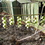 Stachyurus__magpie_
