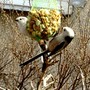 Long tailed tits on peanut feeder