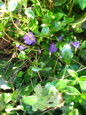 Vinca