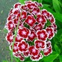 Sweet William