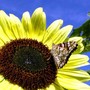 Butterfly1