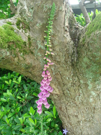Foxglove beneath the apple tree (Digitalis purpurea)