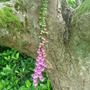Foxglove beneath the apple tree (Digitalis purpurea)