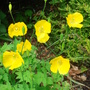 Welsh Poppy - May 2007 (Meconopsis cambrica)