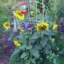 Yard_pictures_026