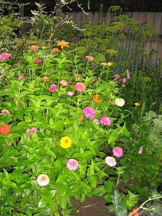 zinnias, lobelia,dill, artemesia, sedum