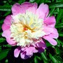 Sorbet Peony