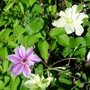 Yard_pictures_059